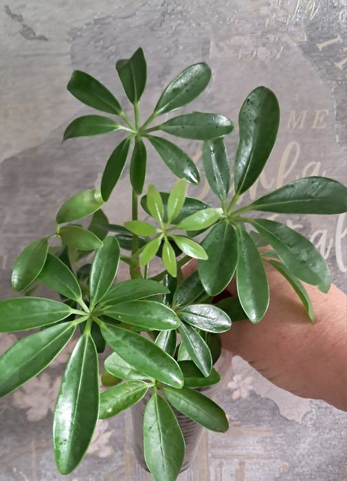 Комнатные цветы неприхотливые