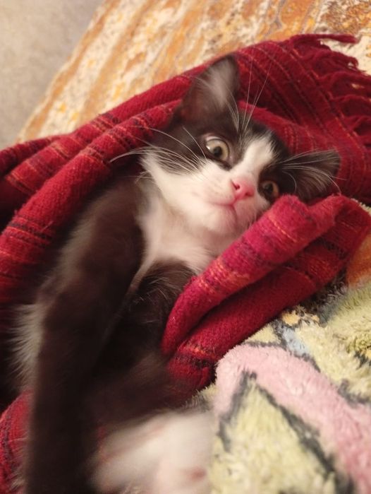 Ищем дом котику.