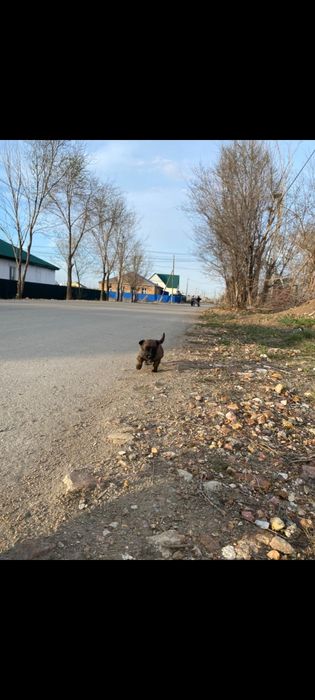 Отдам щенят в хорошие руки