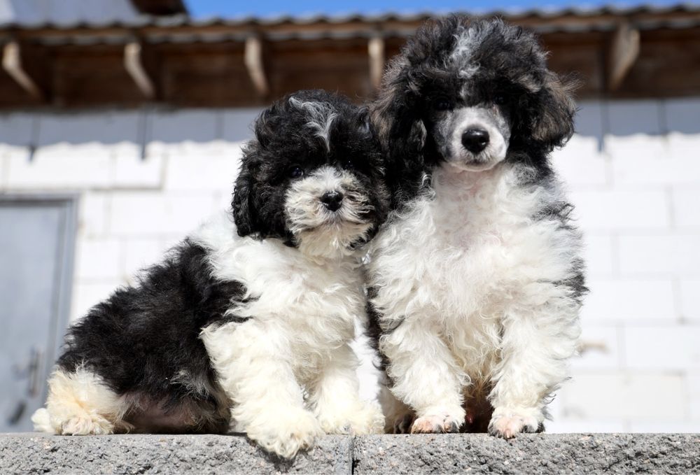 Тойпудель предлагается