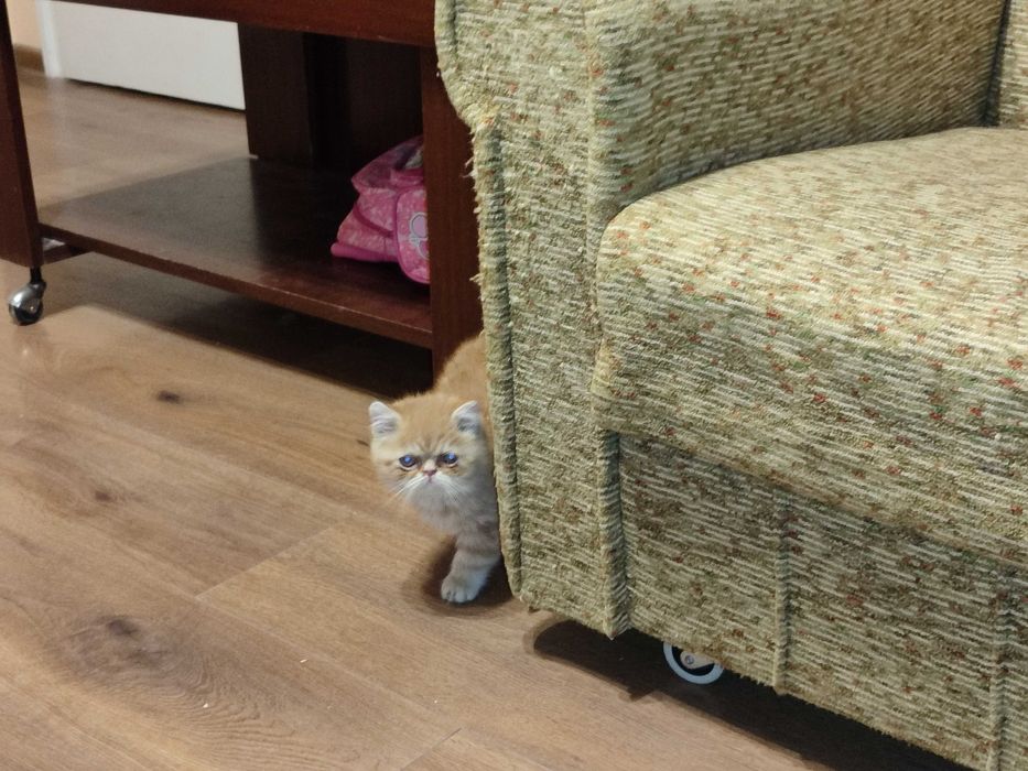 Женска екзотична персийска котка на 7 месеца.