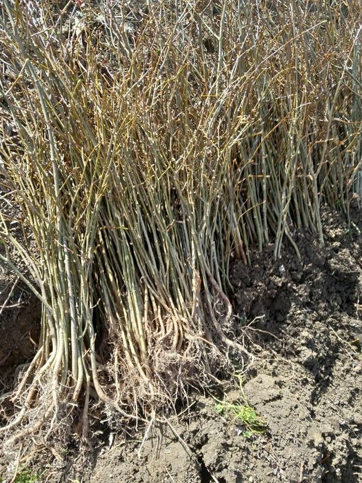 Puieți de tei diferite soiuri