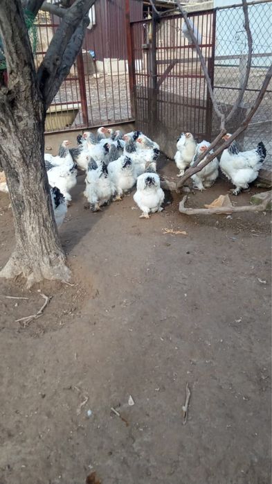 Продам Куры брама