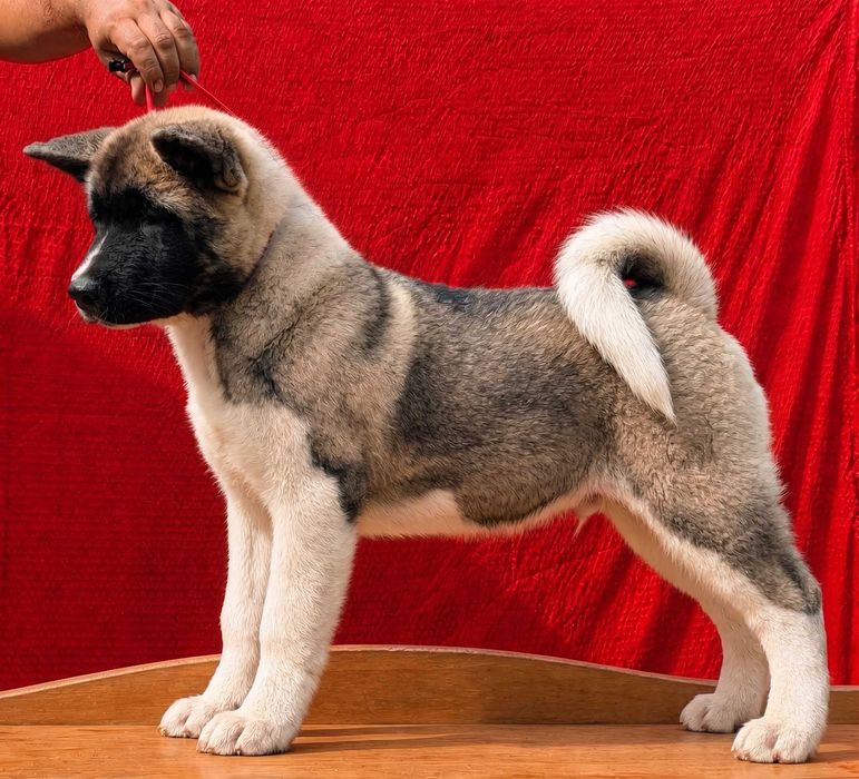 Akita American - Mascul