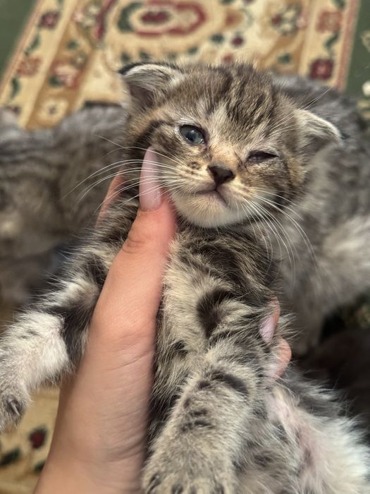 Котята срочно бесплатно