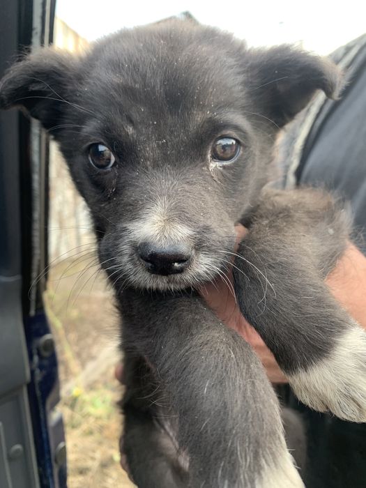 Щенки ответственым людям