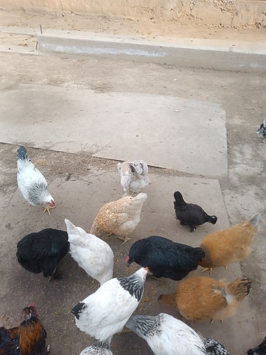 Куры домашние молодые