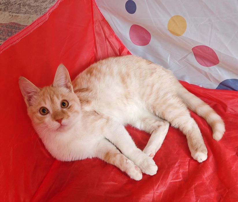 Шикарный котенок 6 месяцев