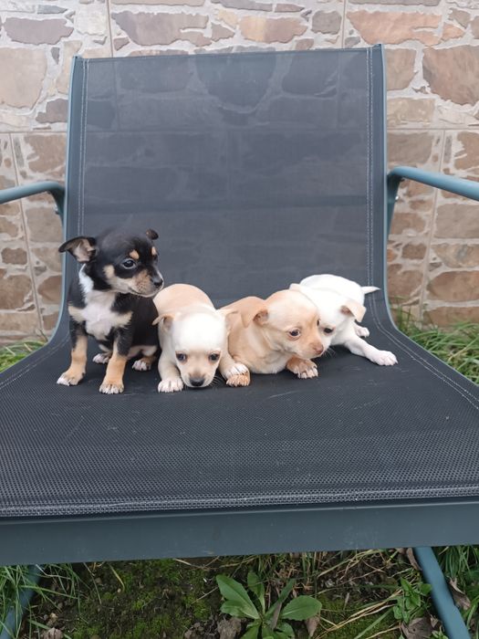 Малки пинчерчета