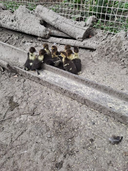 Продам уток и цеплят