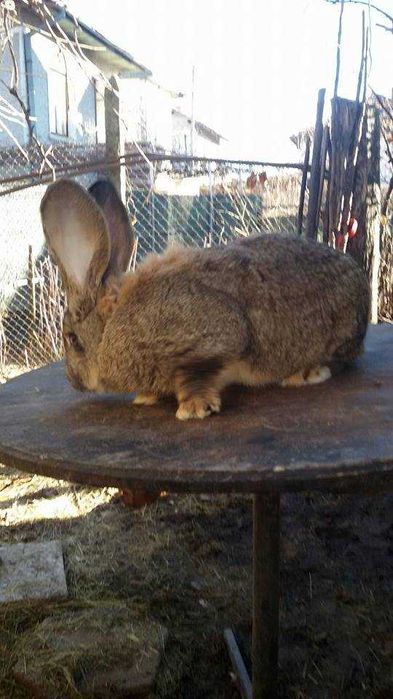 продавам зайци великани белгиски и жълти