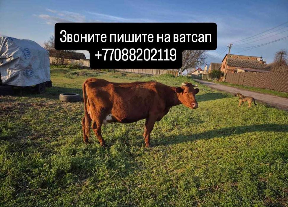 Хорошая Корова с телёнка