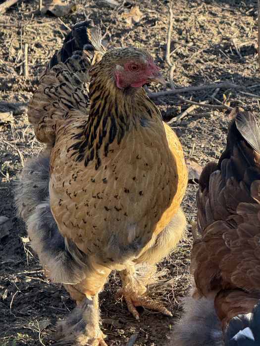 Gaini brahma colorate