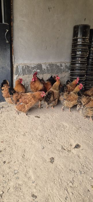 Жұмыртқа. Кучински