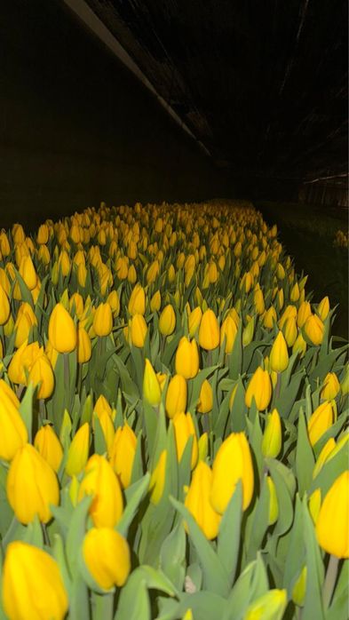 Отличные Тюльпаны Доставка бесплатно