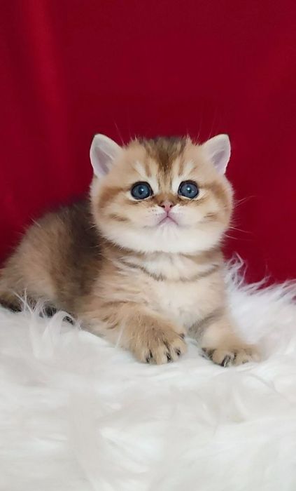 Британский чистокровный тикированный мальчик золотая шиншилла