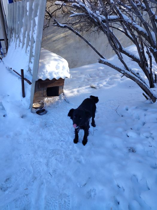 Отдам собачек в добрые руки