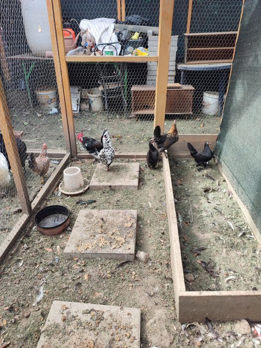 Pereche găinușă pitică cocoș+găină