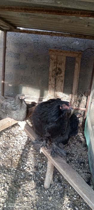 Chorniy brama tovuqlar sotiladi