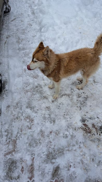 Продам щенков хаски