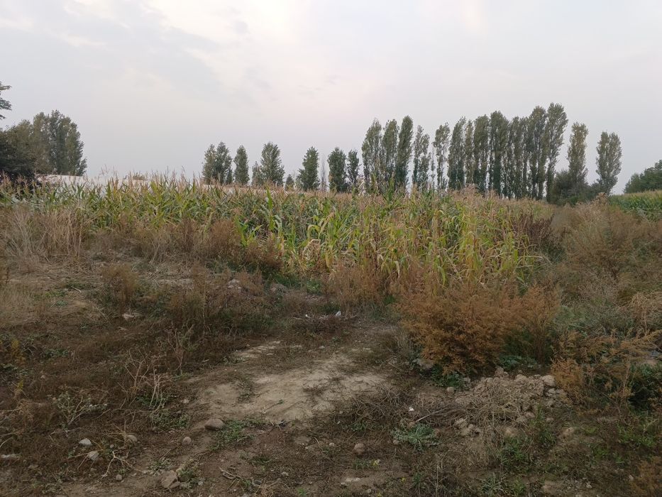 Uy Sotiladi 7 xonali Toshkent viloyati piskent tumani yaqalov qishlogʻ