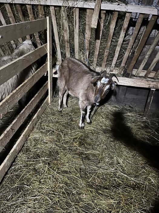 Vand capră tânără (mioară)