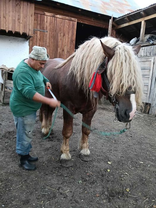 Armasar cu pedigree