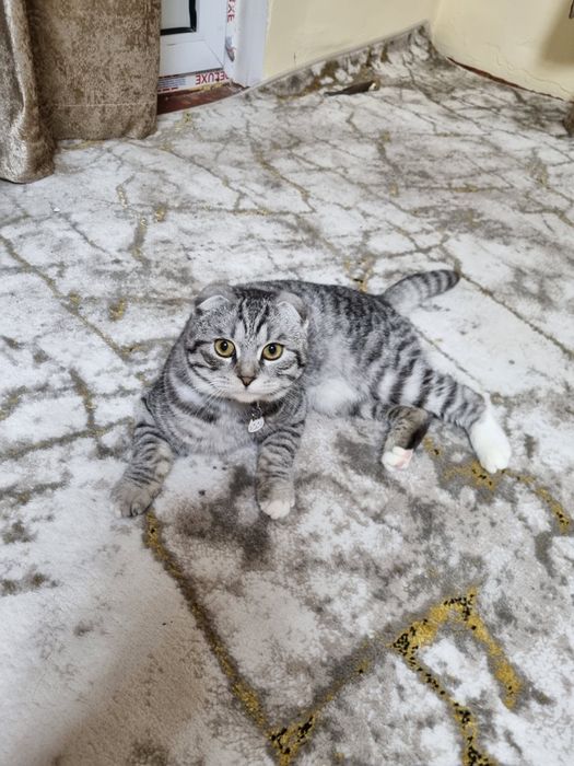 Mushuk (Scottish Fold) sotiladi