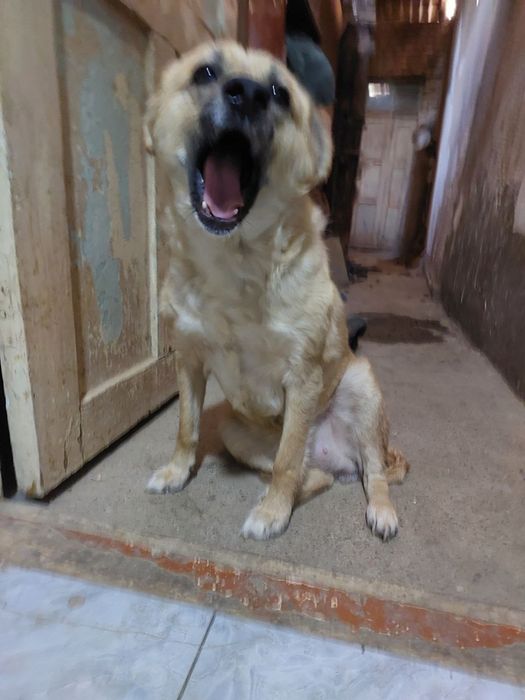 Умная и красивая девочка ищет семью!