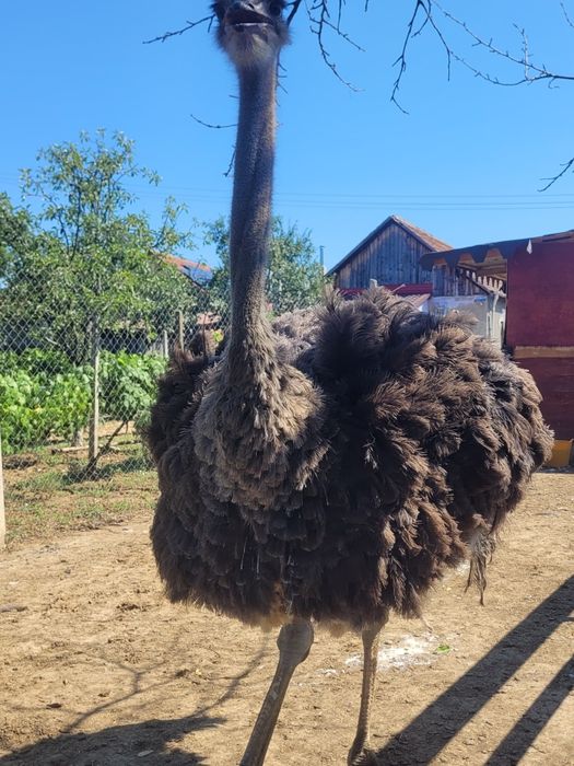 De vânzare o femele de struț