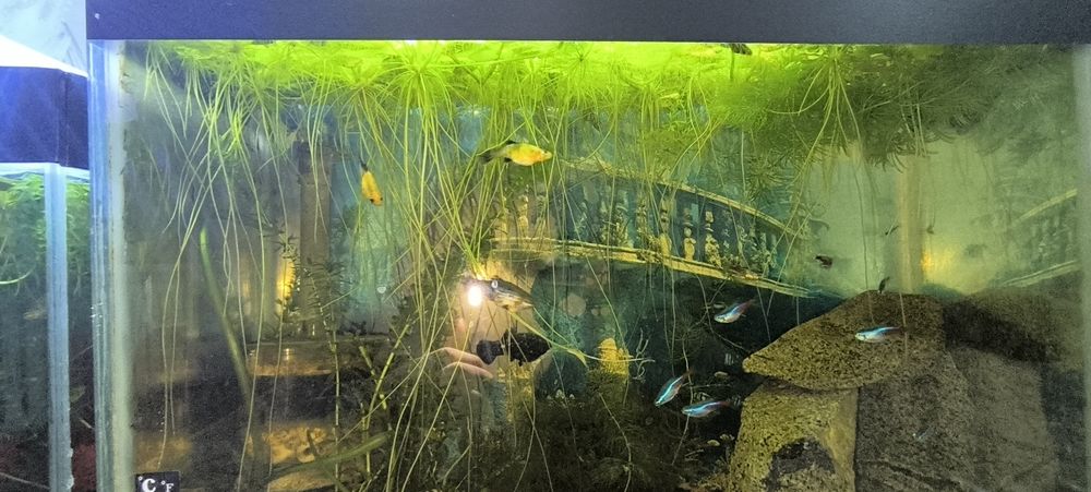 Аквариумное растение Лимнобиум