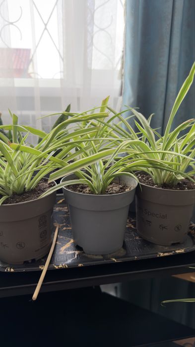 Хлорофитум