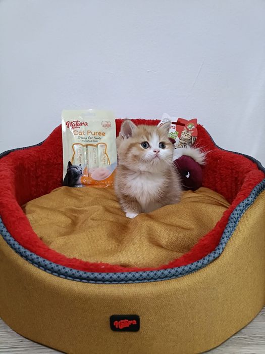 British shorthair golden cu pedigree