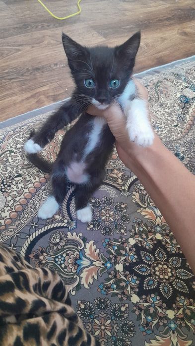 Домашние котенки