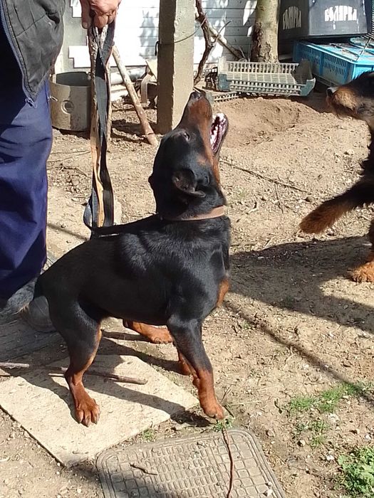 Мъжко ловно куче Ягдтериер