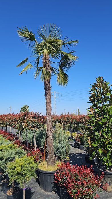 Chiparosi leilandi photinia Red Robin