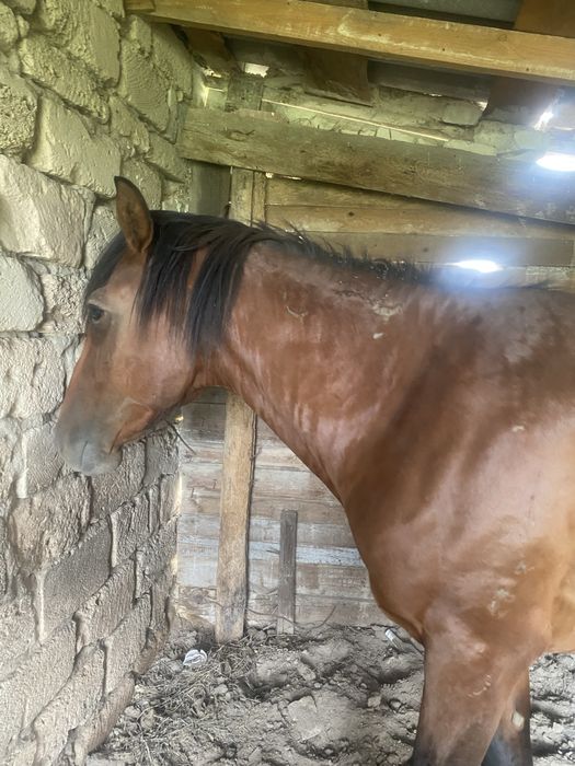 Айғыр 5 жасар  мінгі біледі