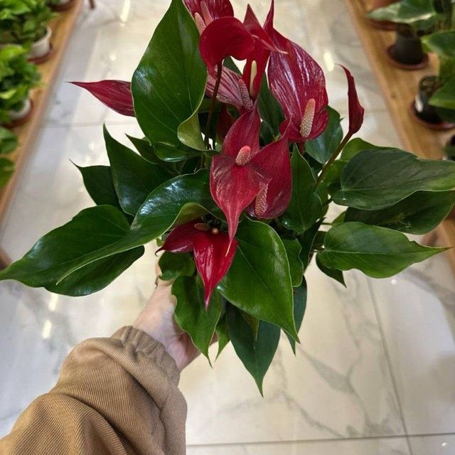 Газон ландшафтный дизайн садовник