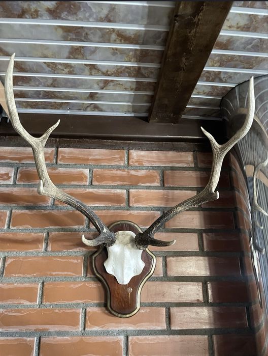 Продам декоративные рога