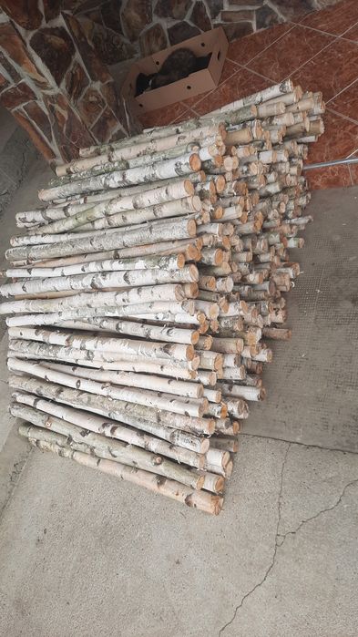 Trunchiuri mesteacan / Tulpini mesteacan