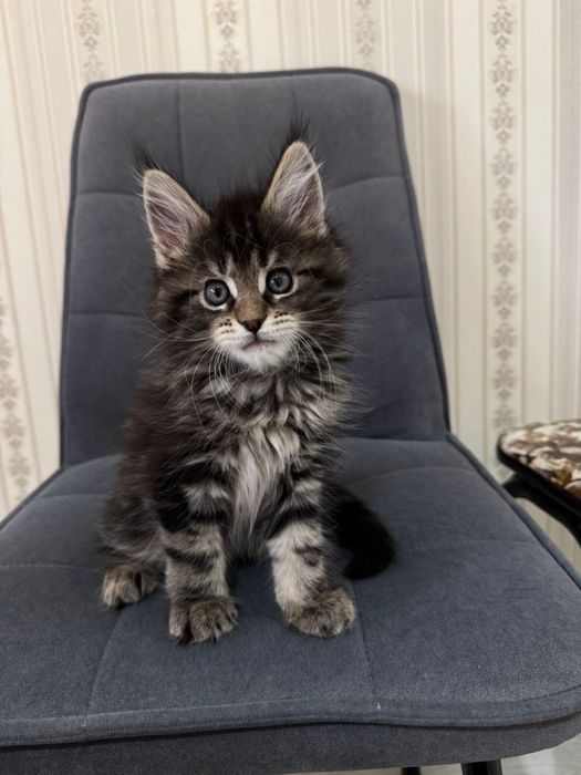 Мейкун котенок 1,5 месяца