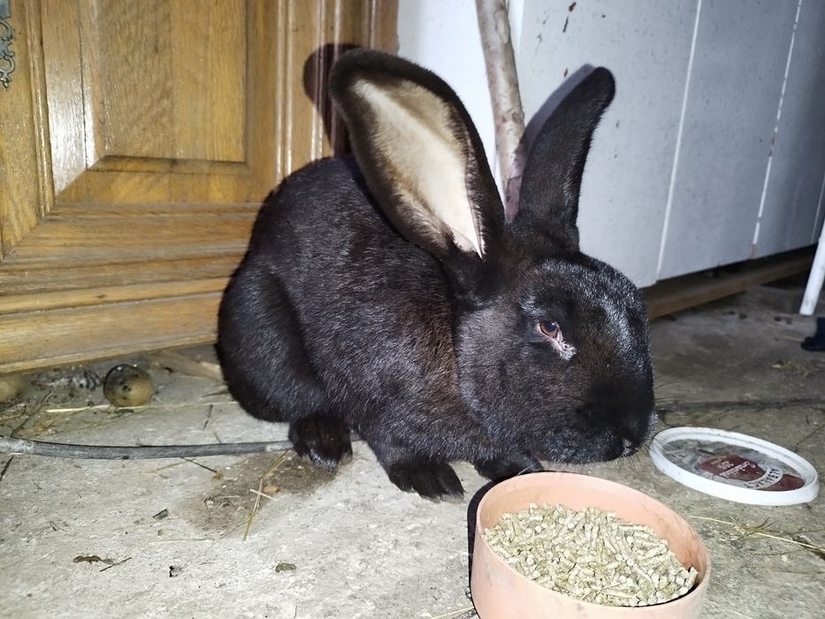 Vând iepurași german-fluture