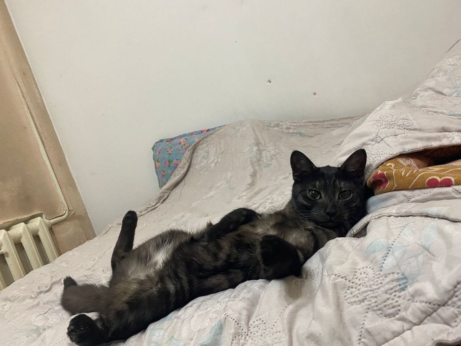 Отдам кошку бесплатно