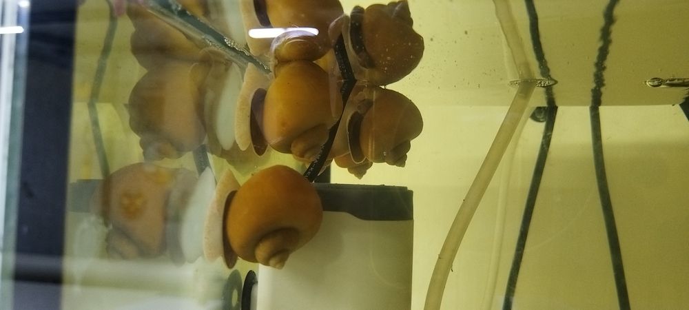 Охлюви Ампулария