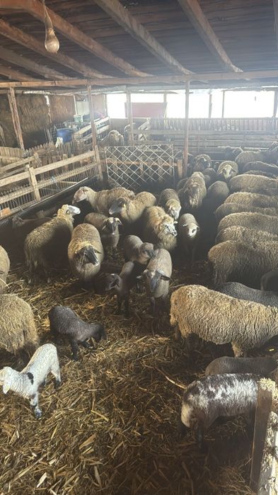 Oii cu miei langa ele