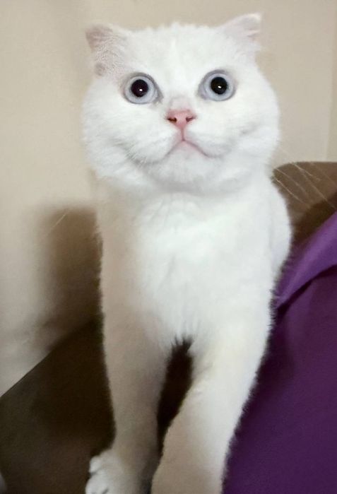 Белоснежный Скоттиш-фолд 5 месяцев  Идеальная родословная внешность.