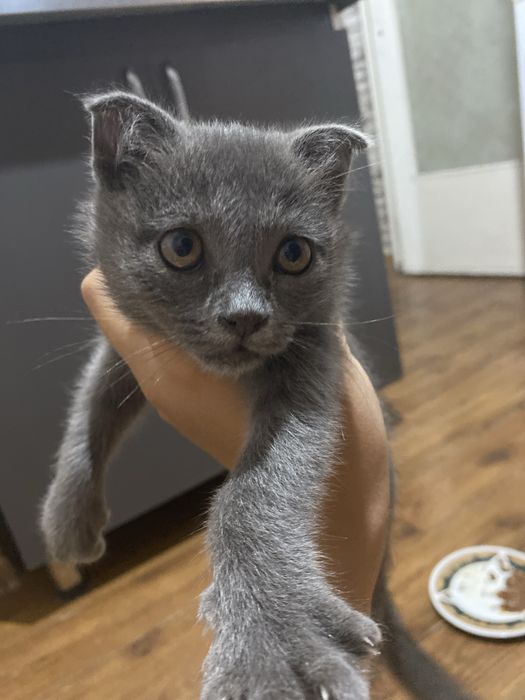 Кошка британская короткошерстеная милая без вредных привычек …………………..