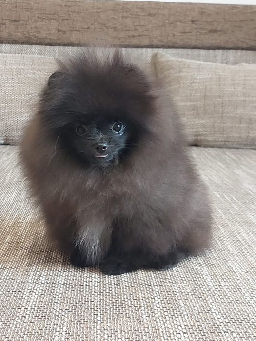 Pomeranian mascul cu pedigree