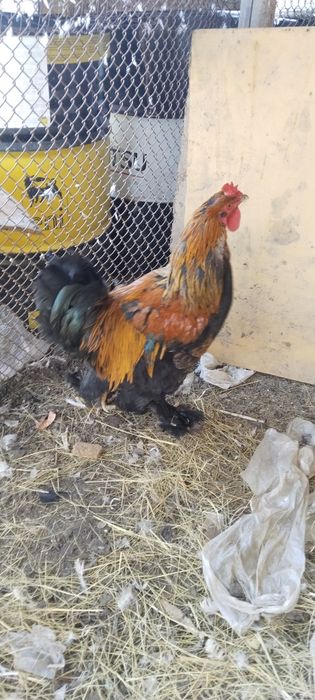 Продам петуха БРАМА