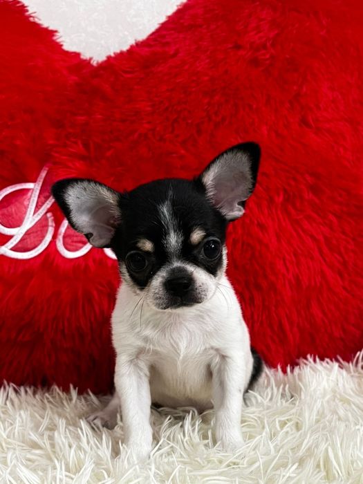 Супер малыш чихуахуа беби фейс